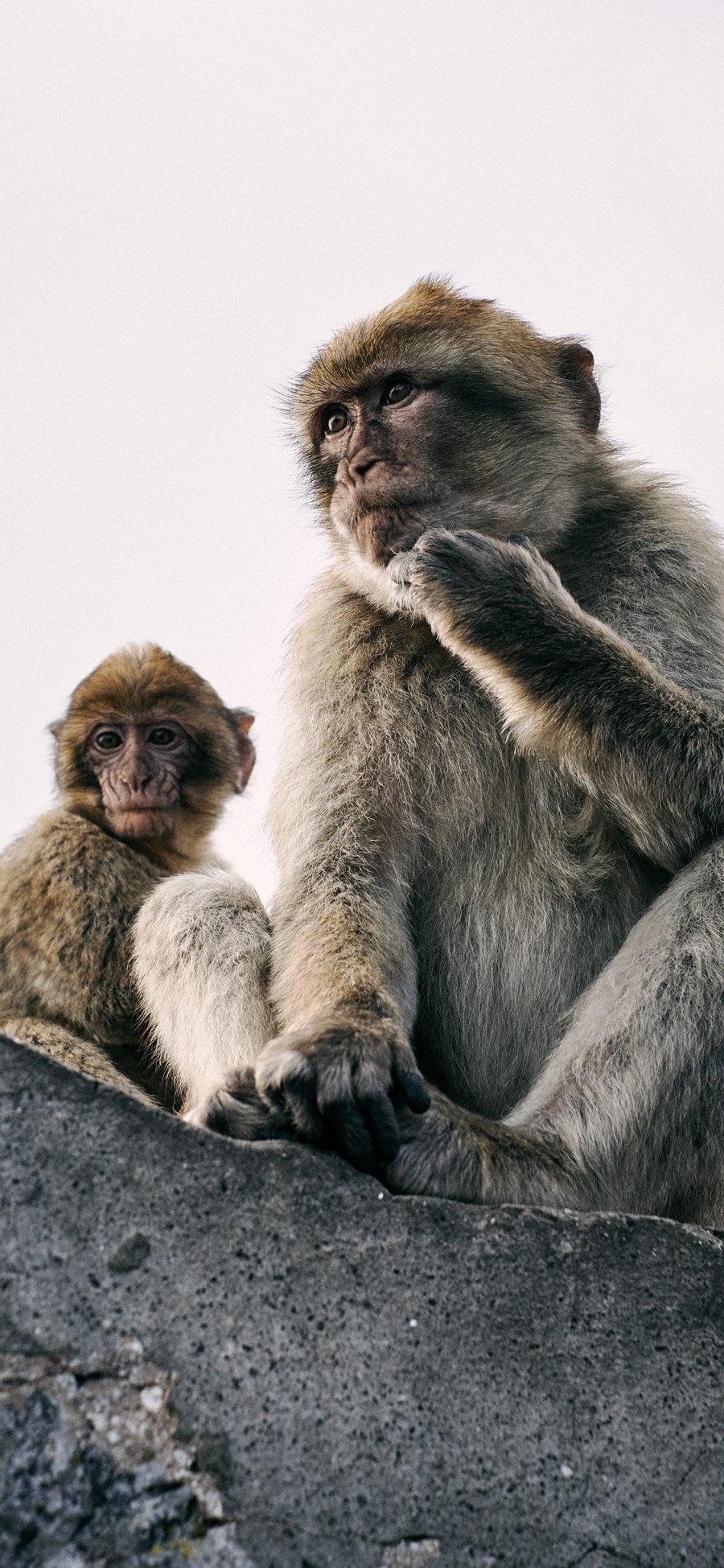 [2436×1125]猴子 猿类 聪明 毛发 苹果手机壁纸图片