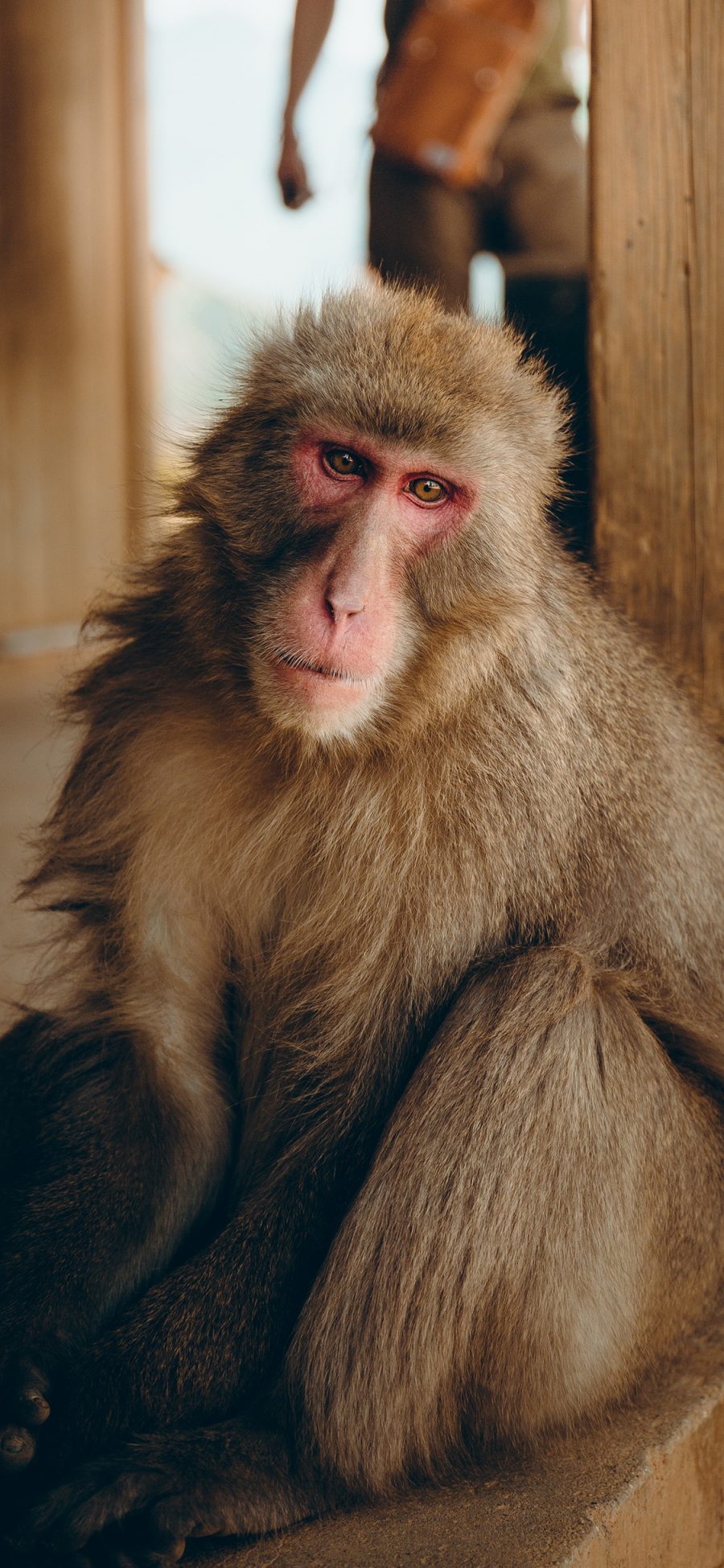 [2436×1125]猴子 猿类 长毛 苹果手机壁纸图片