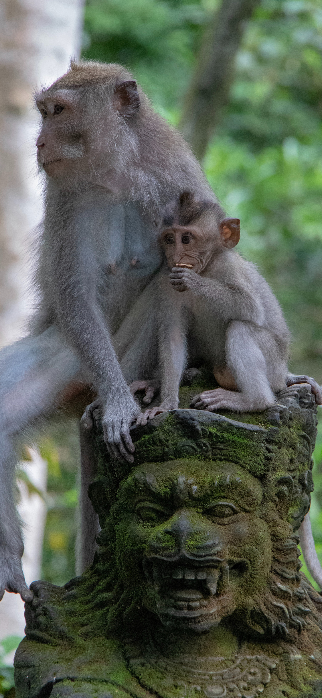 [2436×1125]猴子 猿类 雕像 幼仔 苹果手机壁纸图片