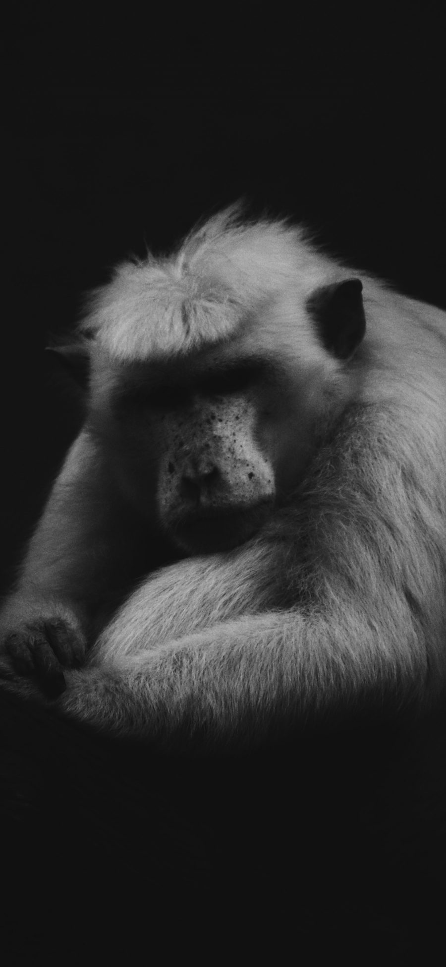 [2436×1125]猴子 皮毛 猩猩 黑白 苹果手机壁纸图片
