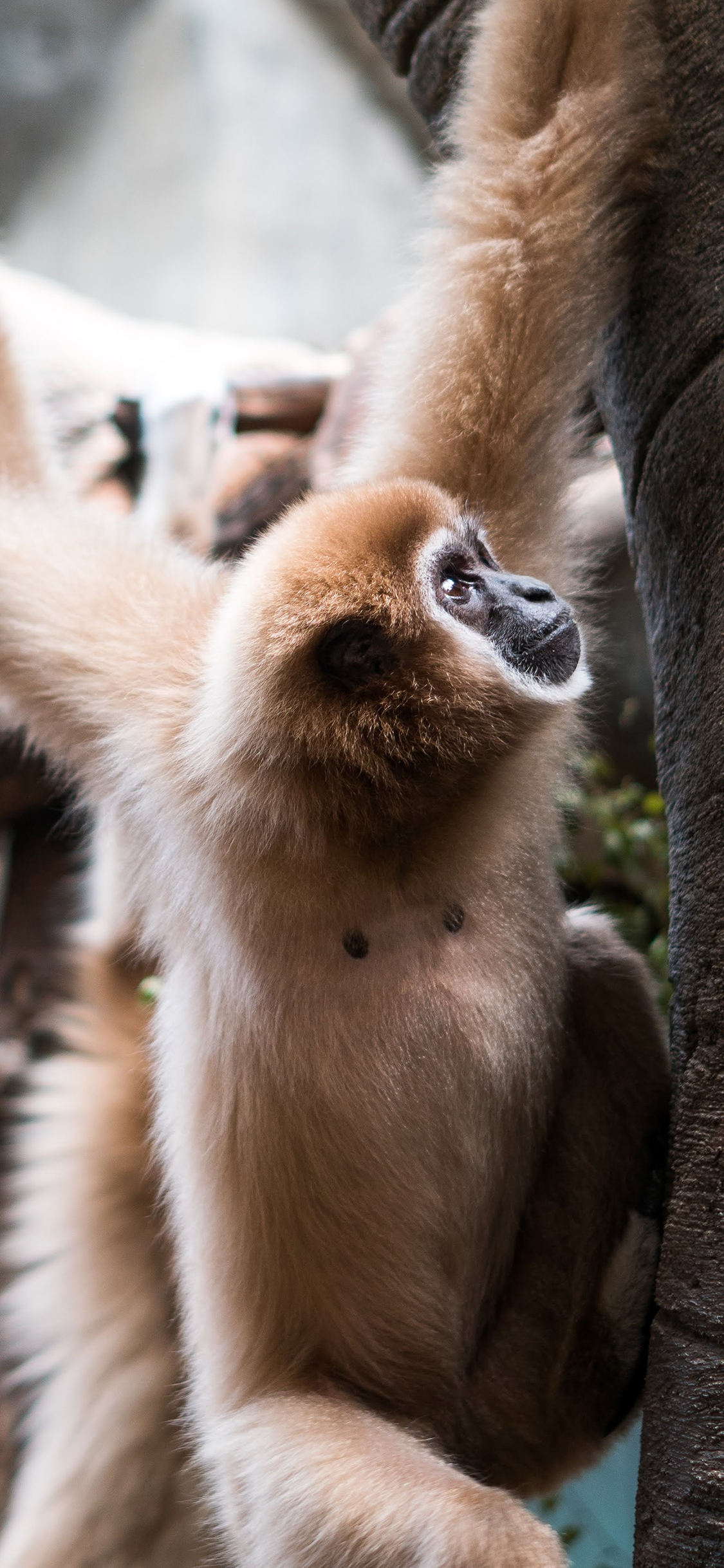 [2436×1125]猴子 聪明 攀爬 灵活 苹果手机壁纸图片
