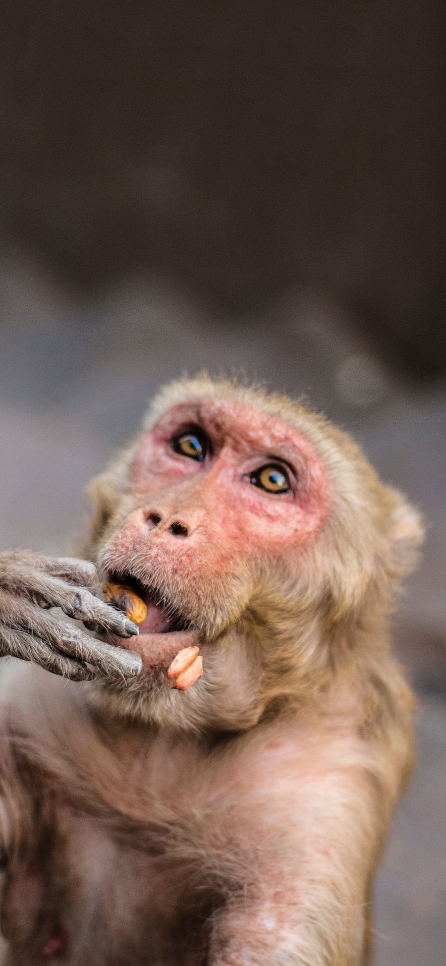 [2436×1125]猴子 野生 聪明 进食 苹果手机壁纸图片