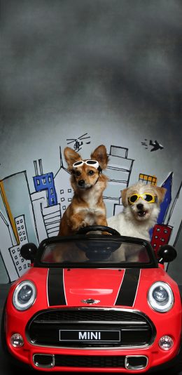 [2436x1125]玩具车 狗狗 写真 创意 苹果手机壁纸图片