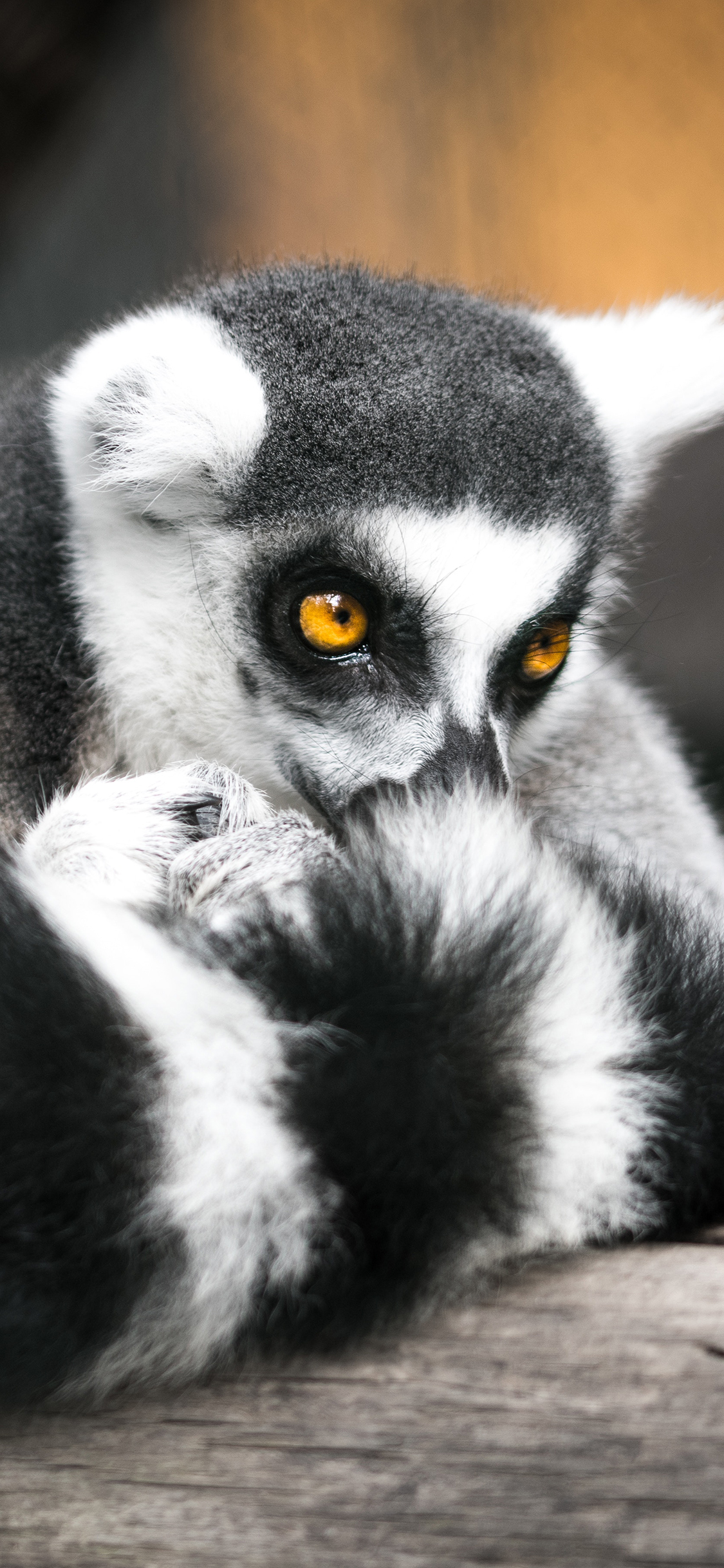 [2436×1125]环尾狐猴 皮毛 尾巴 苹果手机壁纸图片
