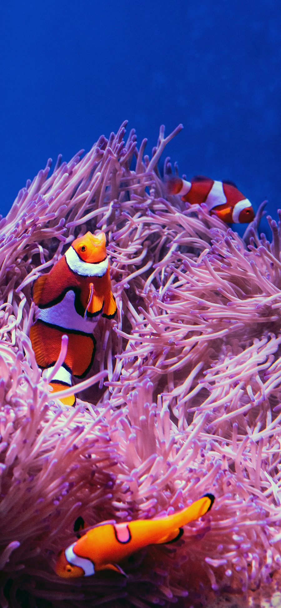 [2436×1125]珊瑚 海底 小丑鱼 珊瑚虫 苹果手机壁纸图片