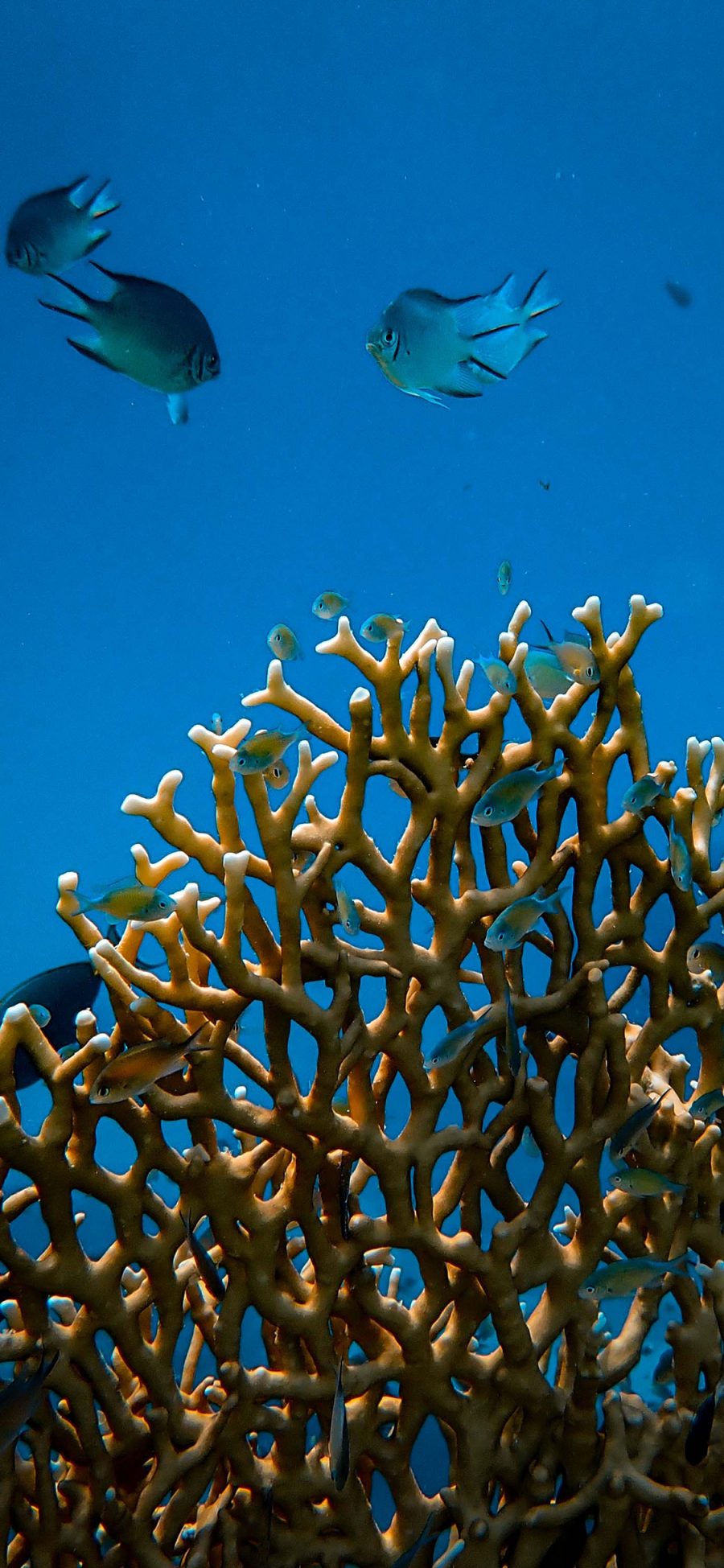 [2436×1125]珊瑚 海底 珊瑚虫 海鱼 苹果手机壁纸图片
