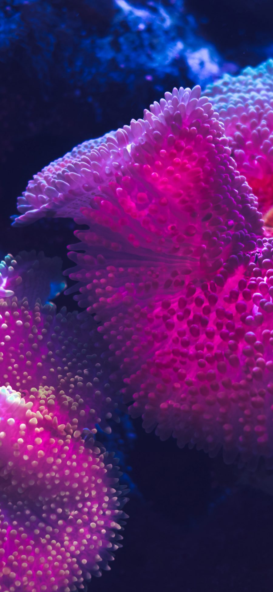 [2436×1125]珊瑚 海洋生物 柔软 紫色 苹果手机壁纸图片