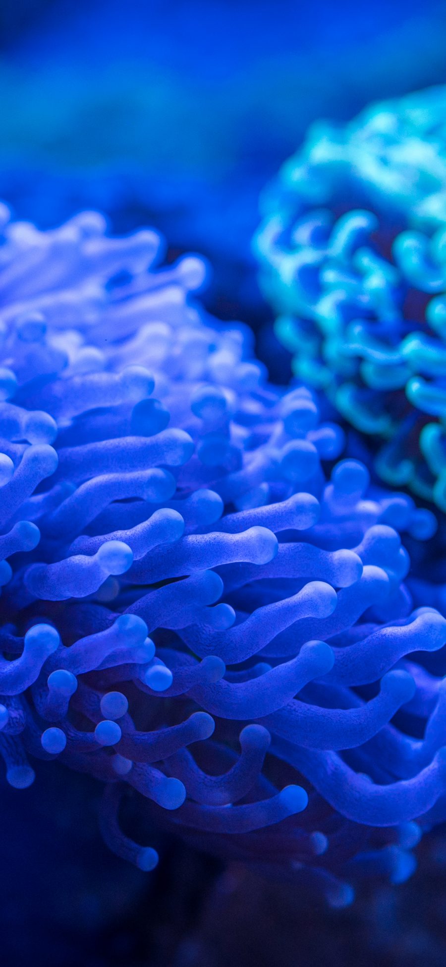 [2436×1125]珊瑚 海洋生物 海底 蓝色 触角 苹果手机壁纸图片