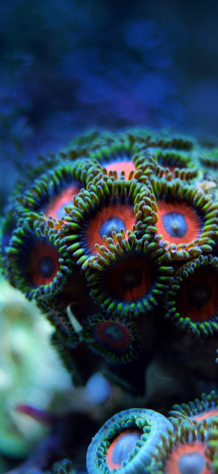 [2436×1125]珊瑚 珊瑚虫 海底 色彩 吸盘 苹果手机壁纸图片