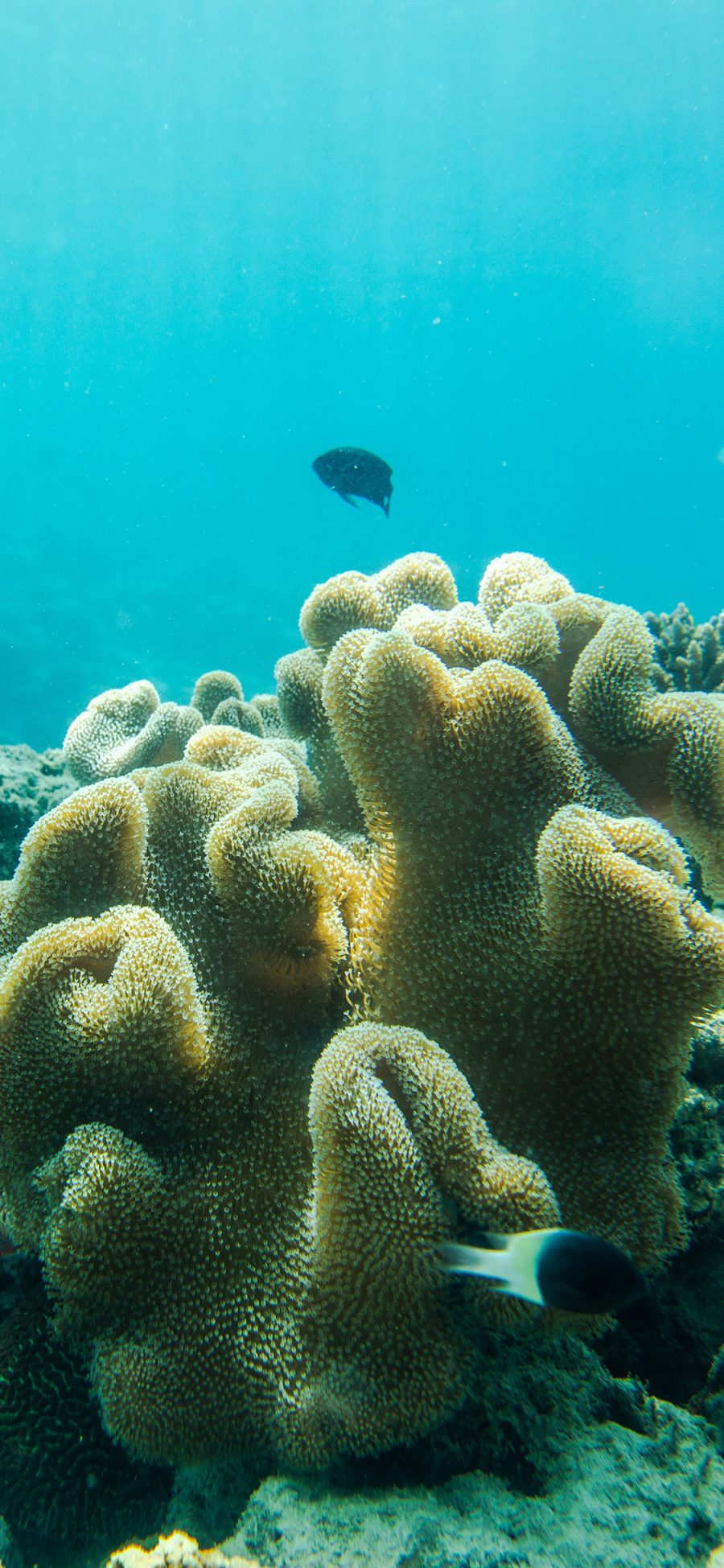 [2436×1125]珊瑚虫 海底 珊瑚 苹果手机壁纸图片