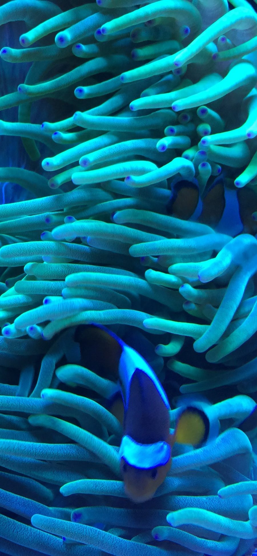 [2436×1125]珊瑚虫 海底 触角 鱼类 苹果手机壁纸图片