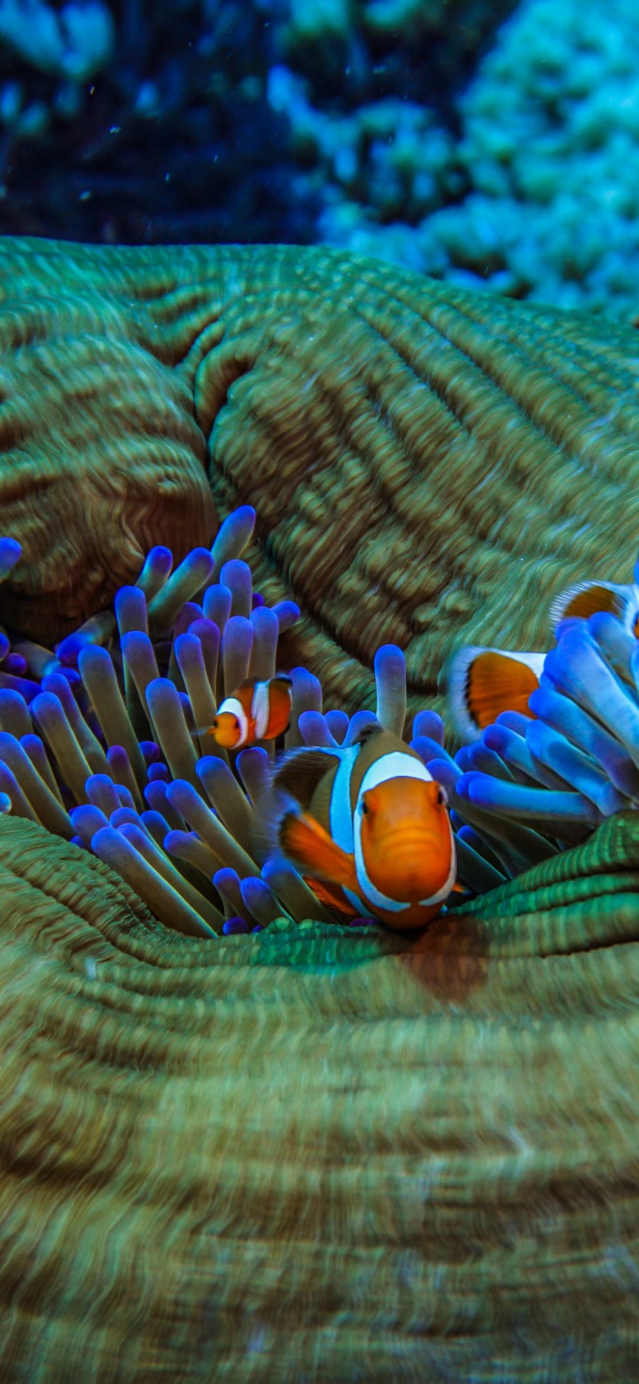[2436×1125]珊瑚虫 海洋 绚丽 小丑鱼 苹果手机壁纸图片