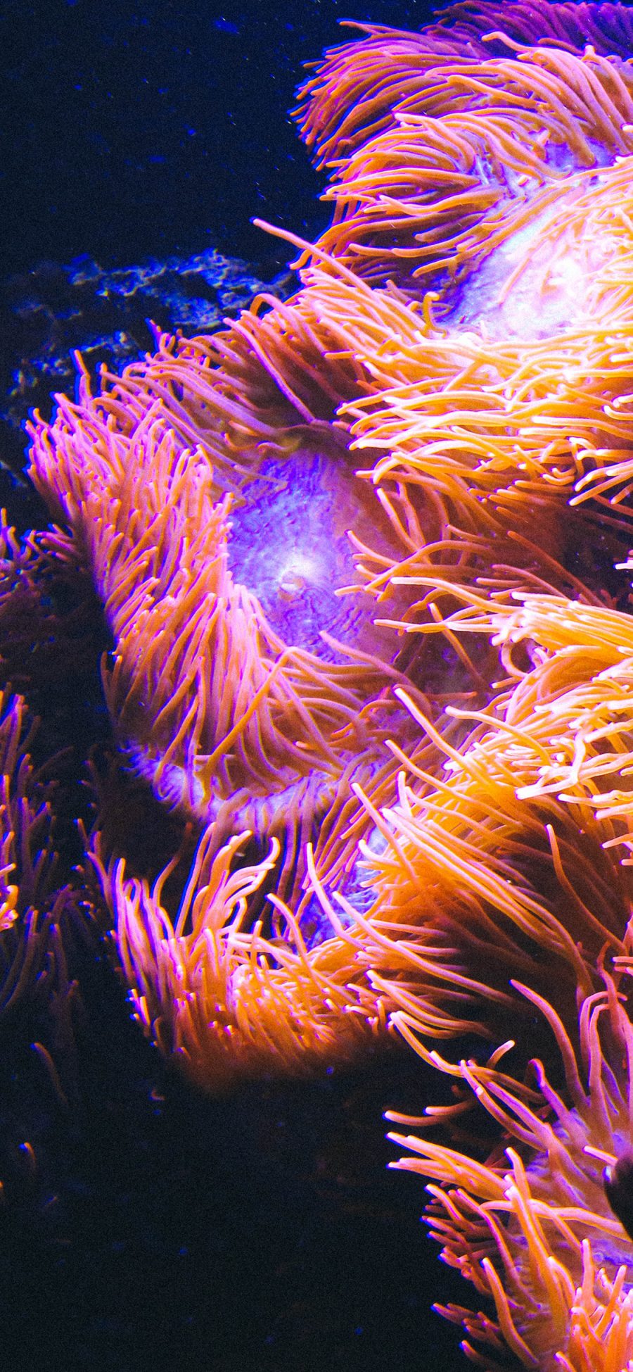 [2436×1125]珊瑚虫 珊瑚 海底  色彩 随波浮动 苹果手机壁纸图片