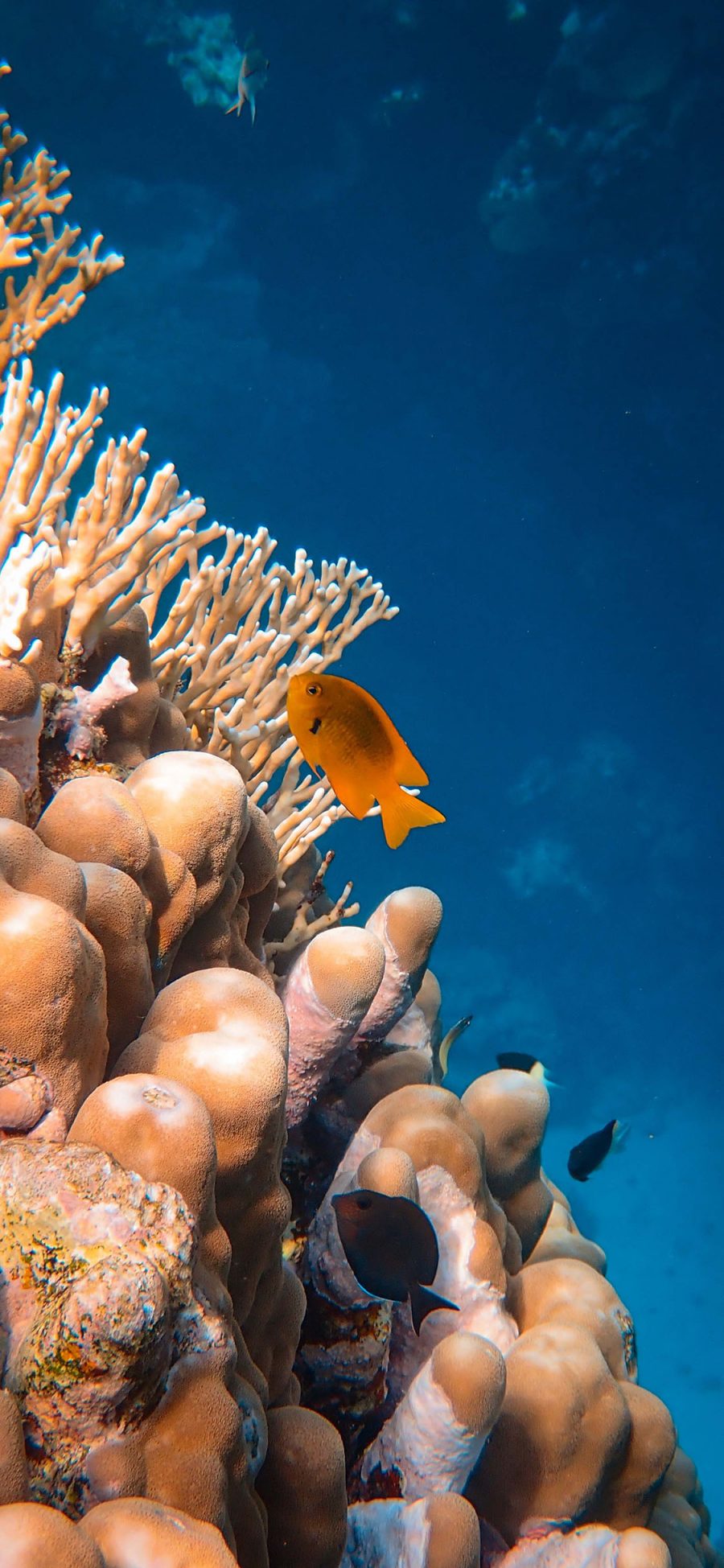 [2436×1125]珊瑚虫 珊瑚 海洋 大海 鱼类 苹果手机壁纸图片
