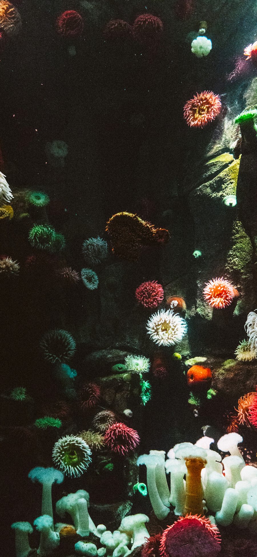 [2436×1125]珊瑚虫 珊瑚 色彩 海底 苹果手机壁纸图片