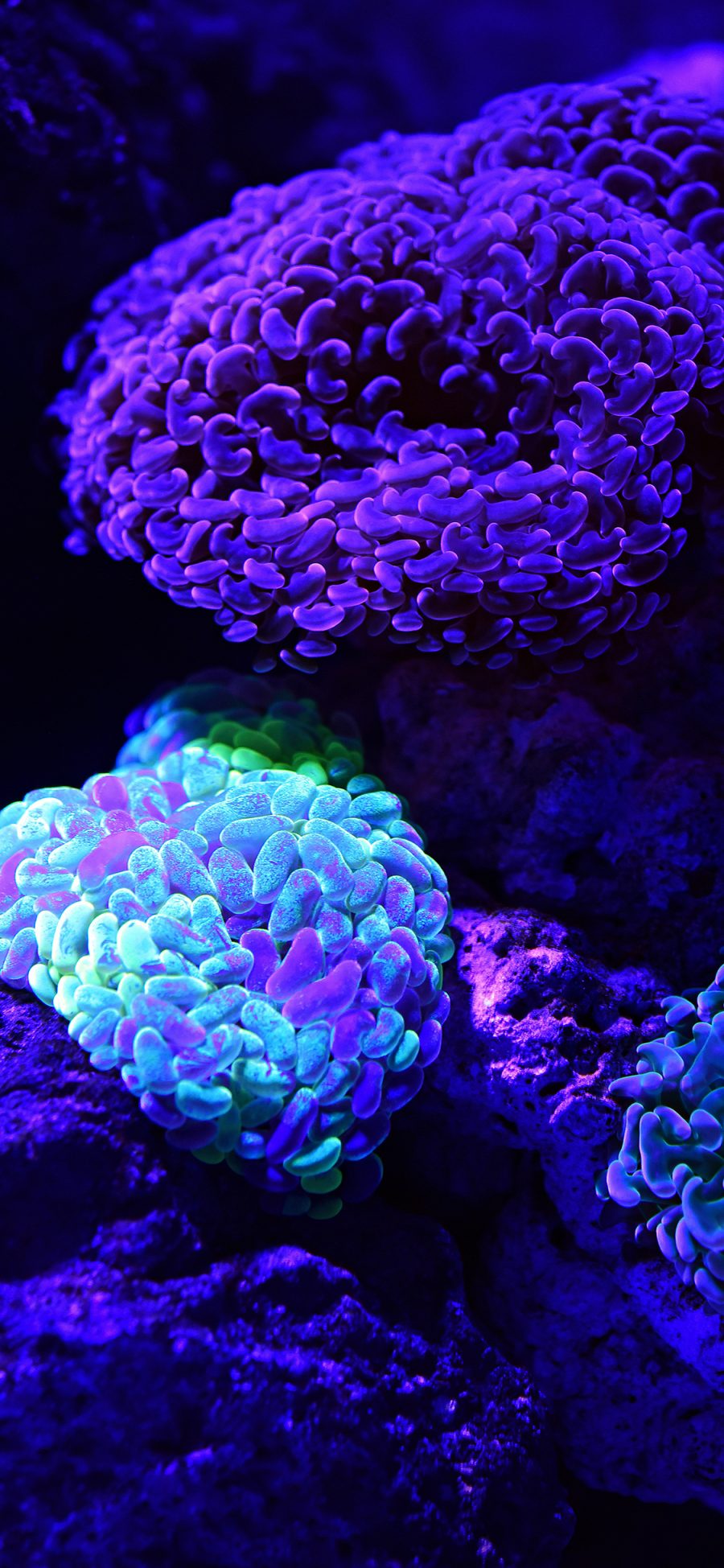 [2436×1125]珊瑚虫 色彩 海底 珊瑚礁 苹果手机壁纸图片
