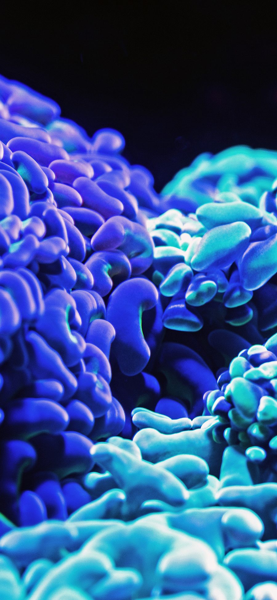 [2436×1125]珊瑚虫 荧光 密集 单细胞生物 苹果手机壁纸图片