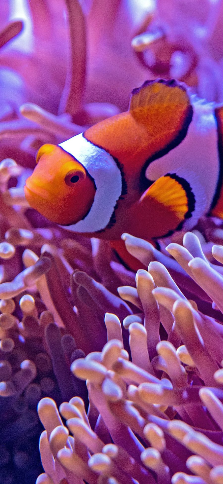 [2436×1125]珊瑚虫 鱼 海洋生物 游动 苹果手机壁纸图片