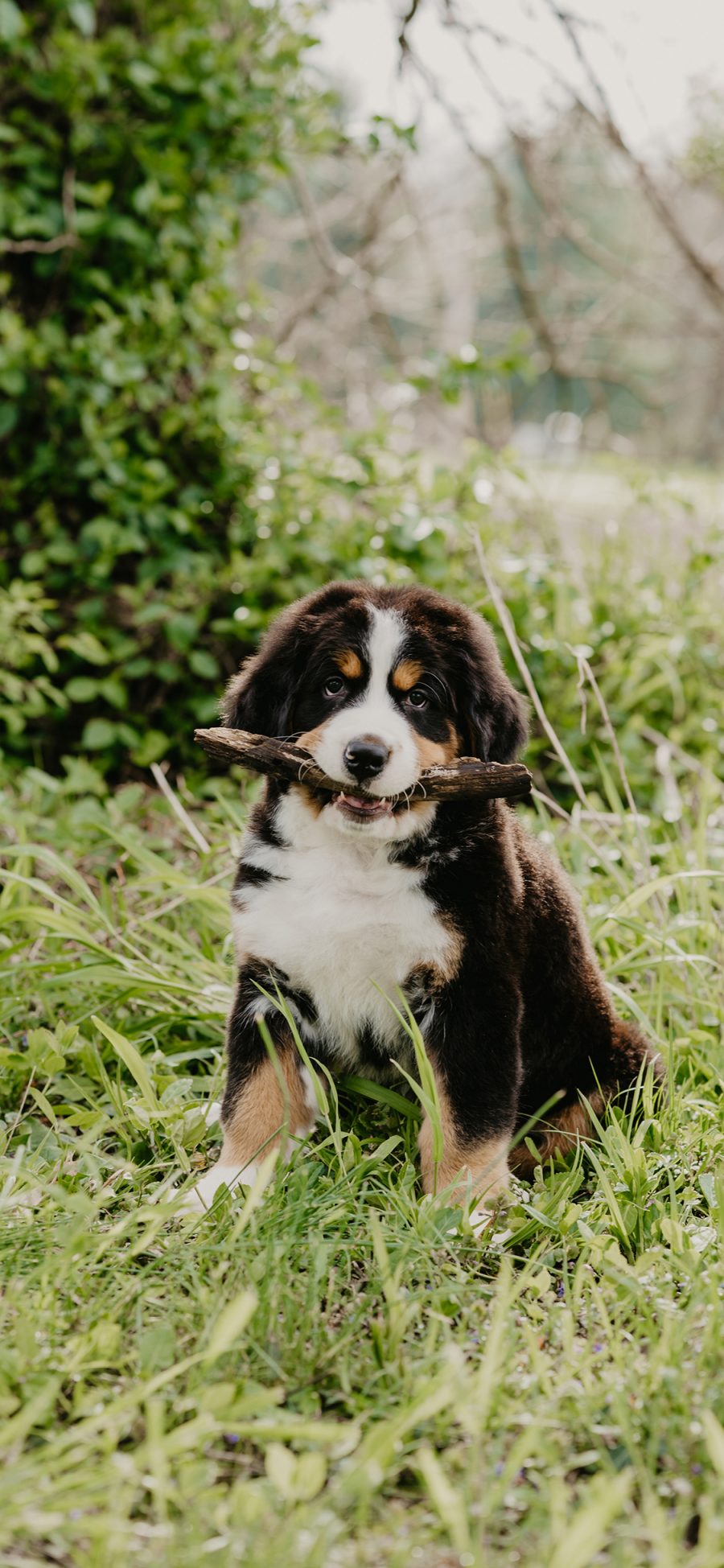 [2436×1125]瑞士伯恩山犬 宠物 饲养 木棍 苹果手机壁纸图片