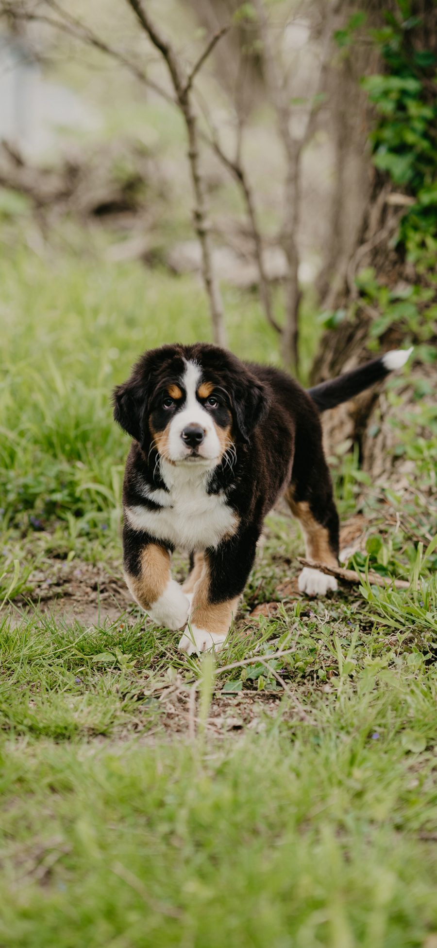 [2436×1125]瑞士伯恩山犬 宠物 饲养 野外 苹果手机壁纸图片