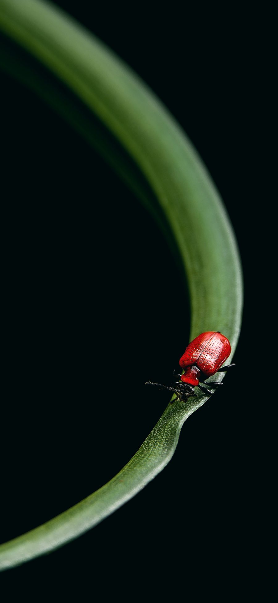 [2436×1125]甲虫 昆虫 枝叶 小巧 苹果手机壁纸图片