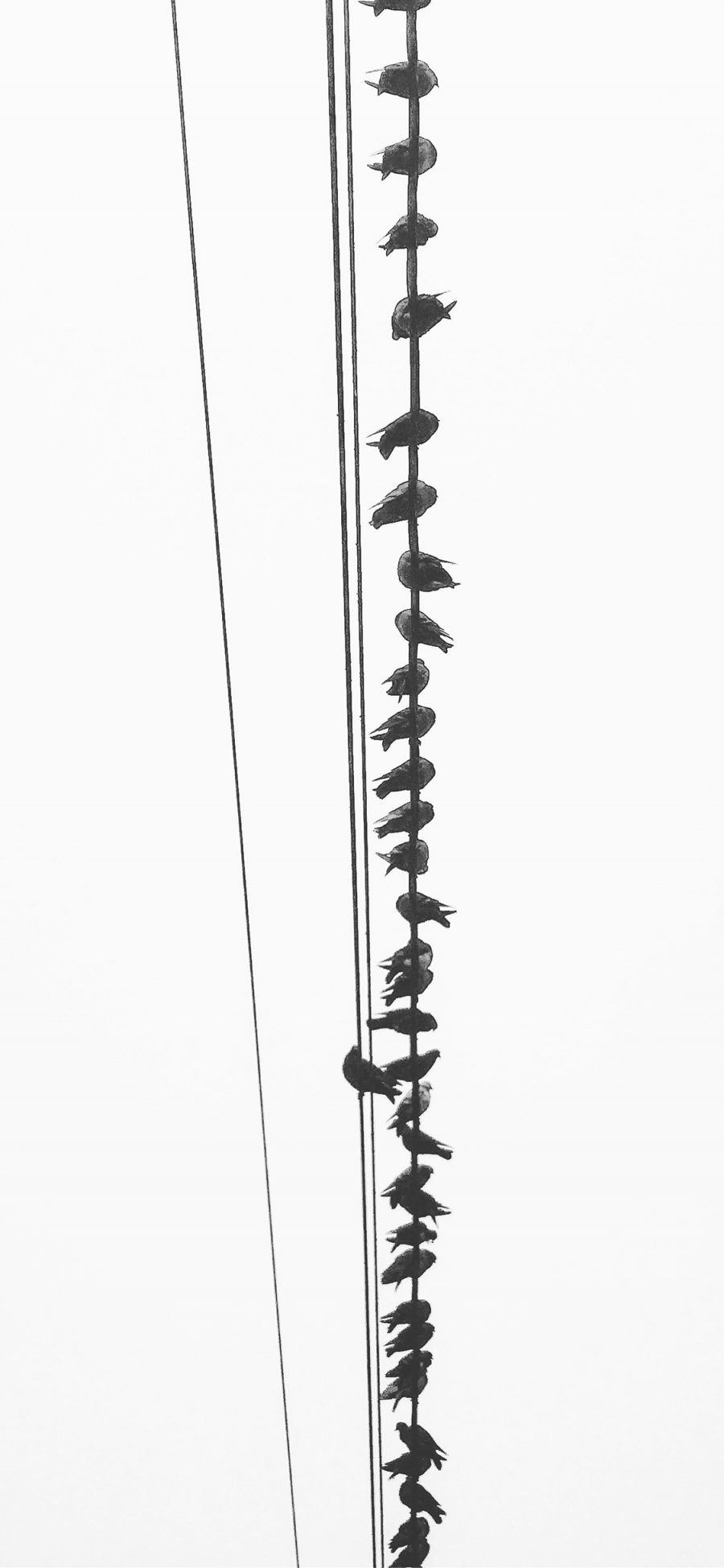 [2436×1125]电线 飞鸟 栖息 黑白 苹果手机壁纸图片