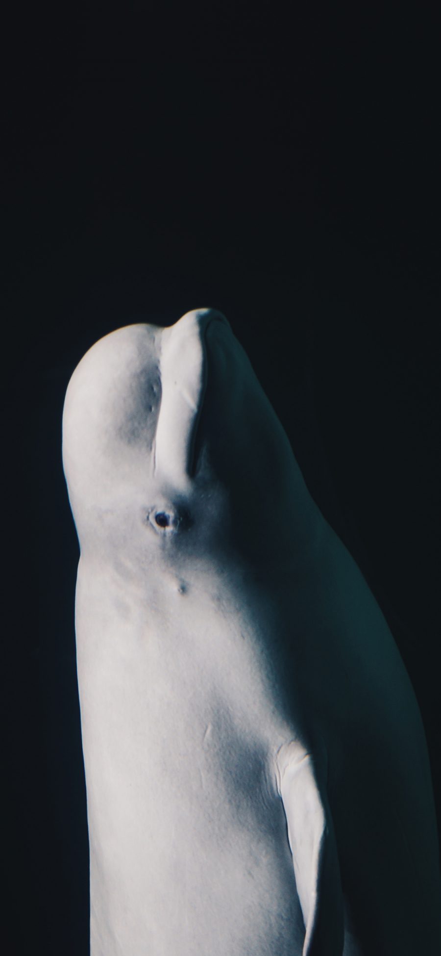 [2436×1125]白海豚 保护动物 海洋生物 聪明 苹果手机壁纸图片