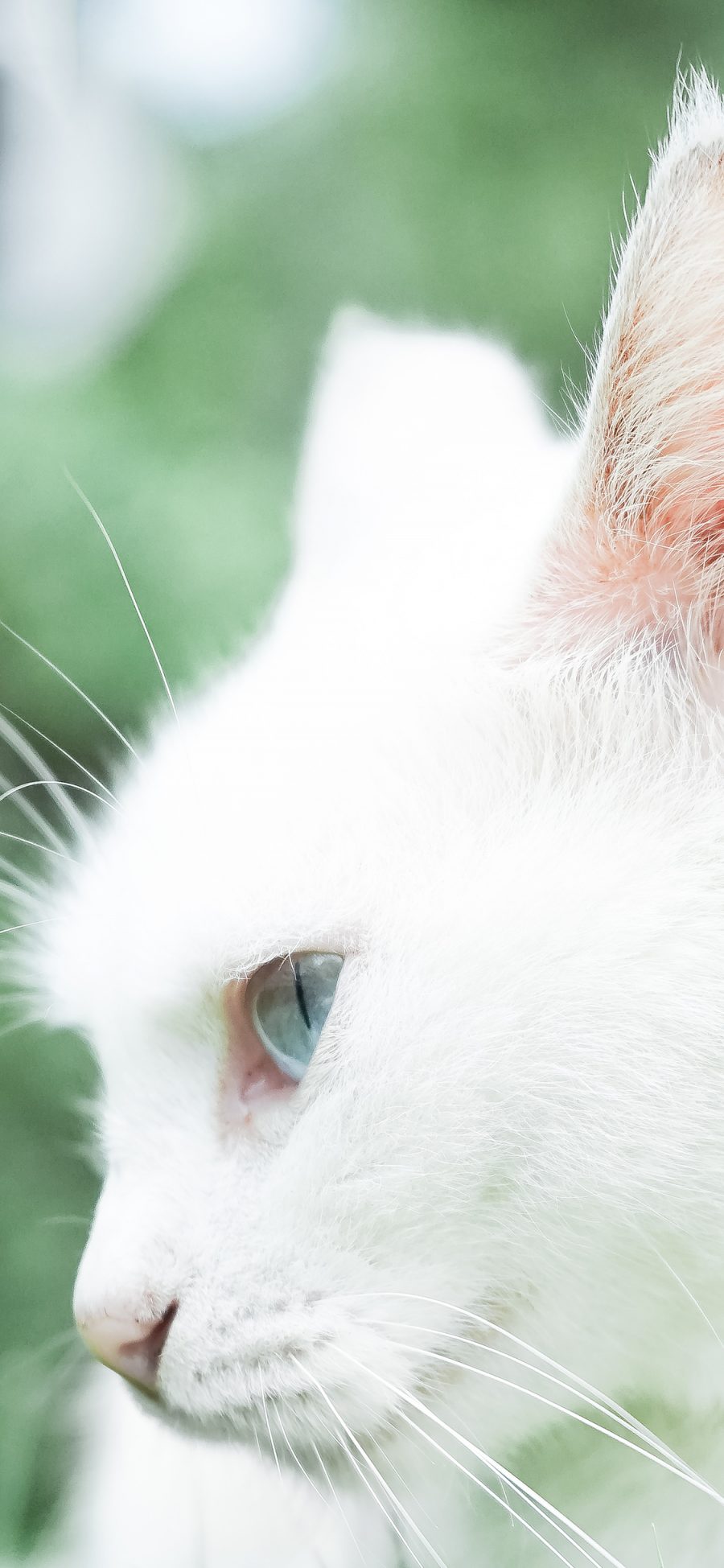 [2436×1125]白猫 猫咪 宠物 可爱 喵星人 萌 苹果手机壁纸图片