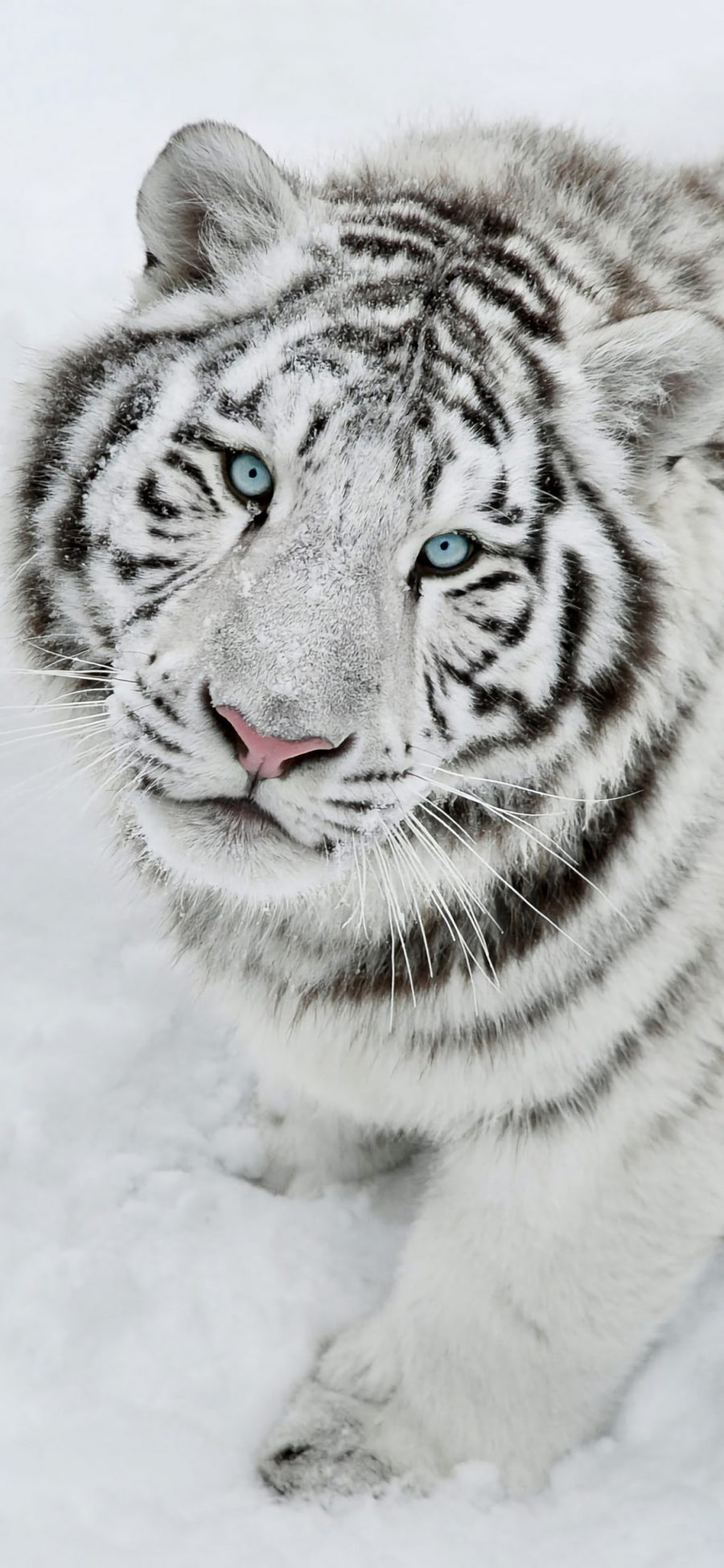 [2436×1125]白老虎 凶猛 猛兽 丛林之王 苹果手机壁纸图片