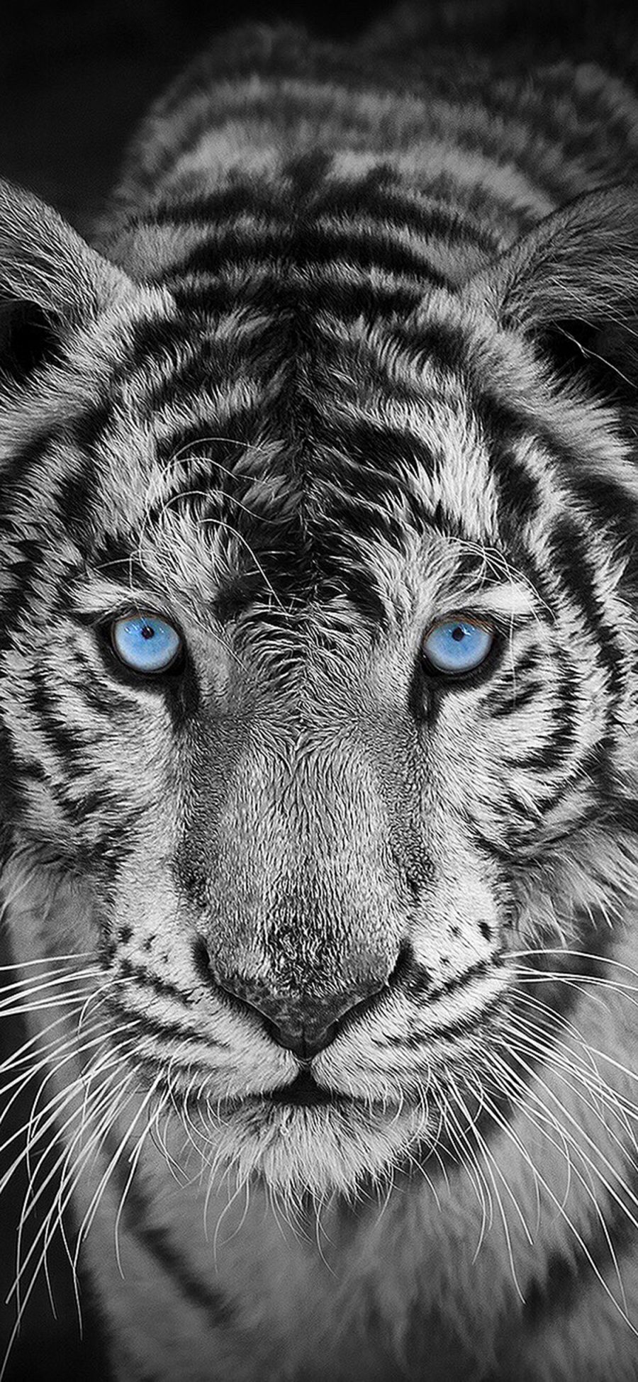 [2436×1125]白虎 老虎 猛兽 蓝瞳 苹果手机壁纸图片