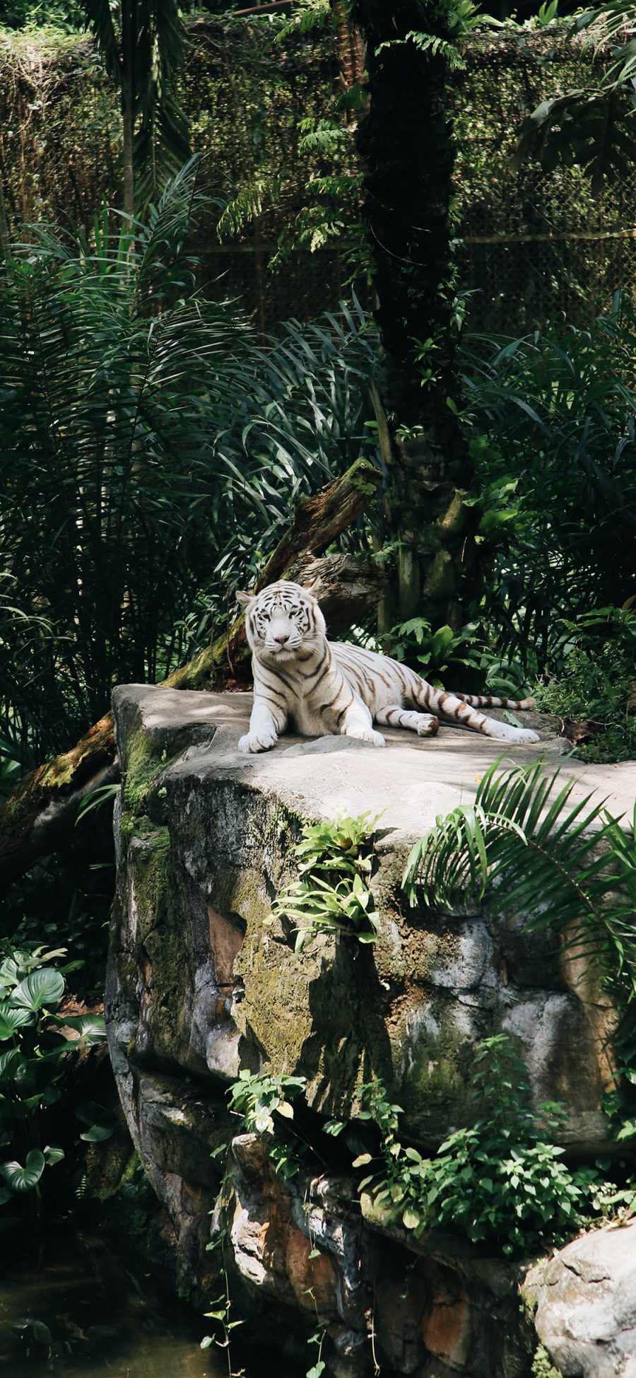 [2436×1125]白虎 饲养 动物园 岩石 苹果手机壁纸图片
