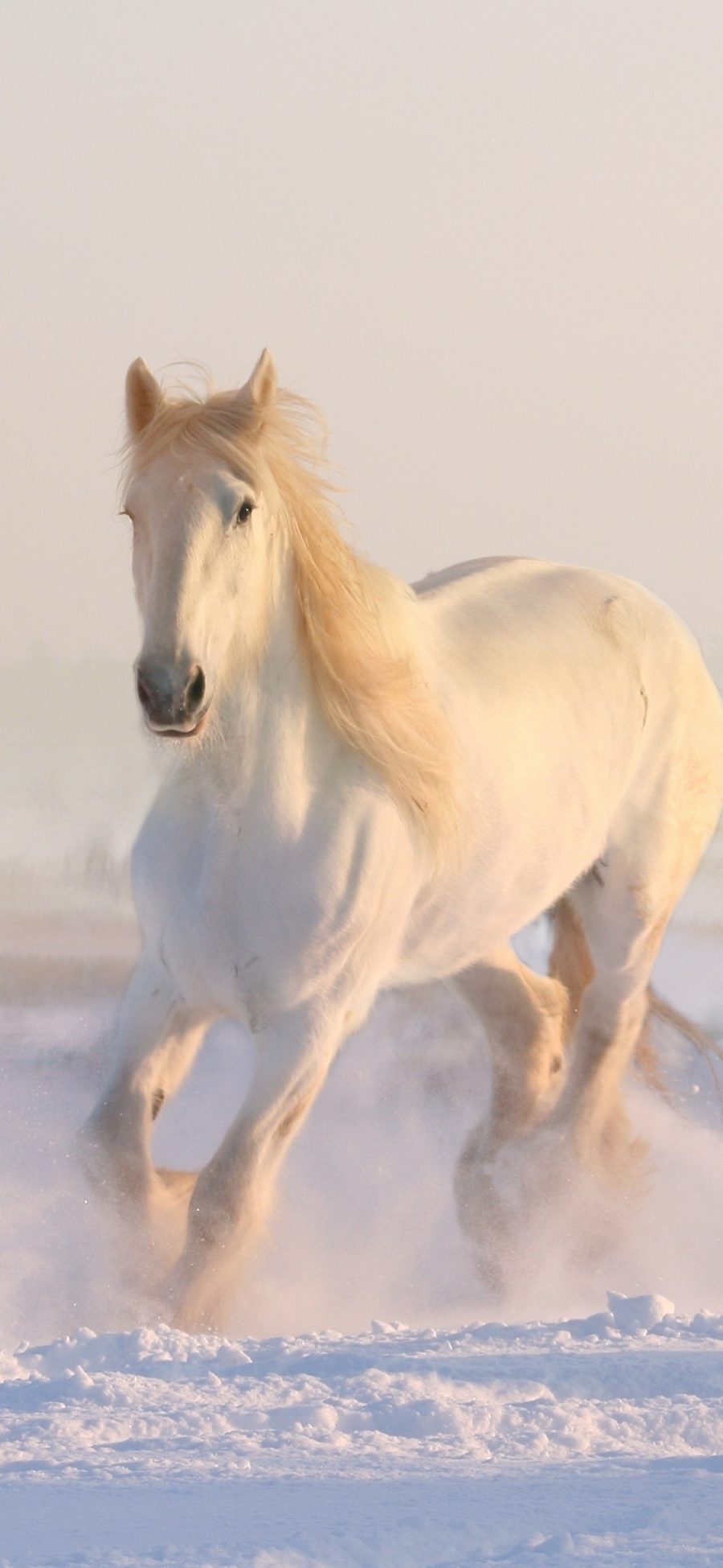[2436×1125]白马 奔跑 雪地 驹 苹果手机壁纸图片