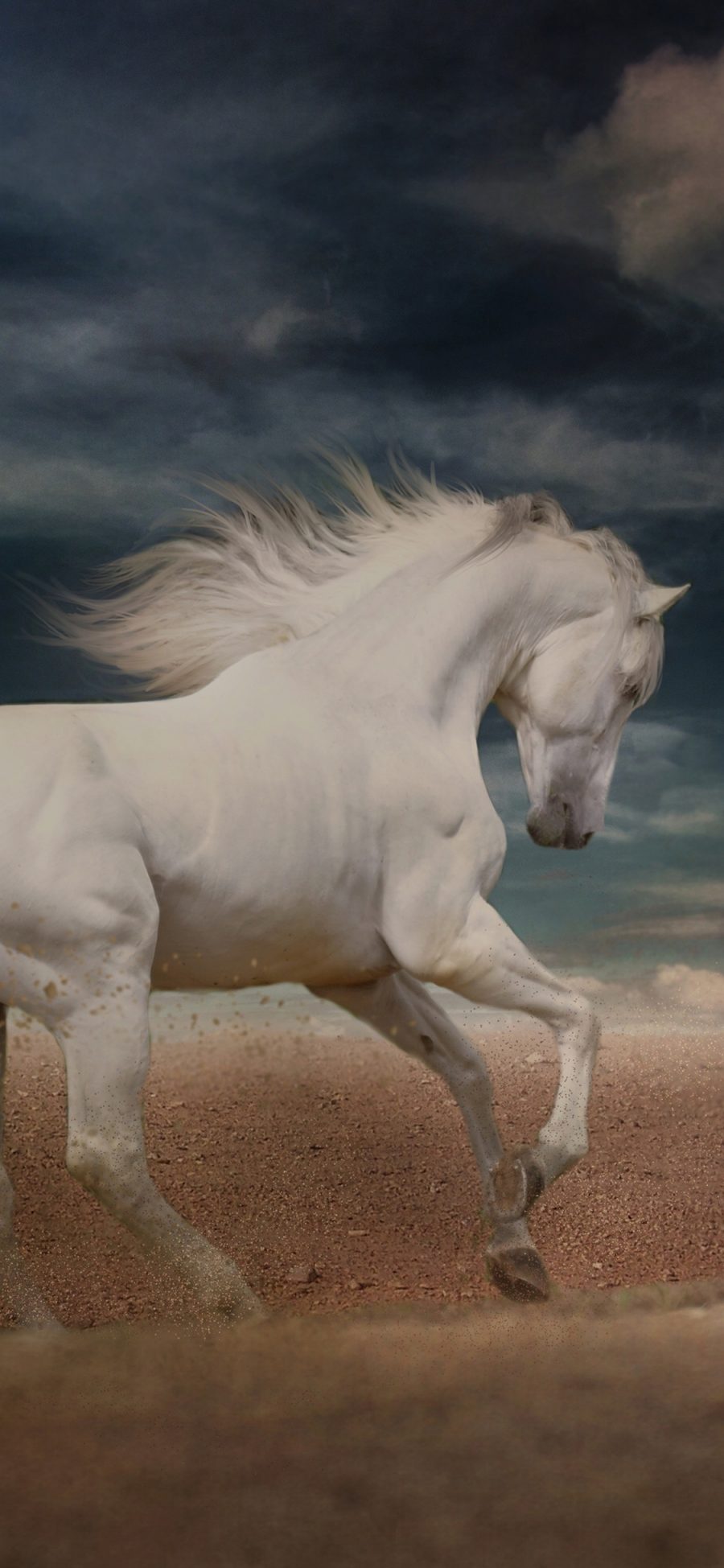 [2436×1125]白马 奔跑 驹 沙子 苹果手机壁纸图片