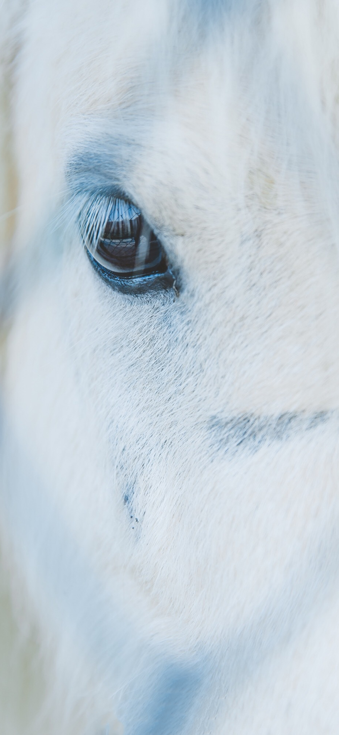 [2436×1125]白马 特写 白色 鬃毛 眼睛 苹果手机壁纸图片