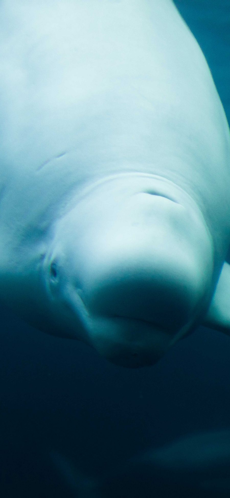 [2436×1125]白鲸 水族馆 海洋生物 苹果手机壁纸图片