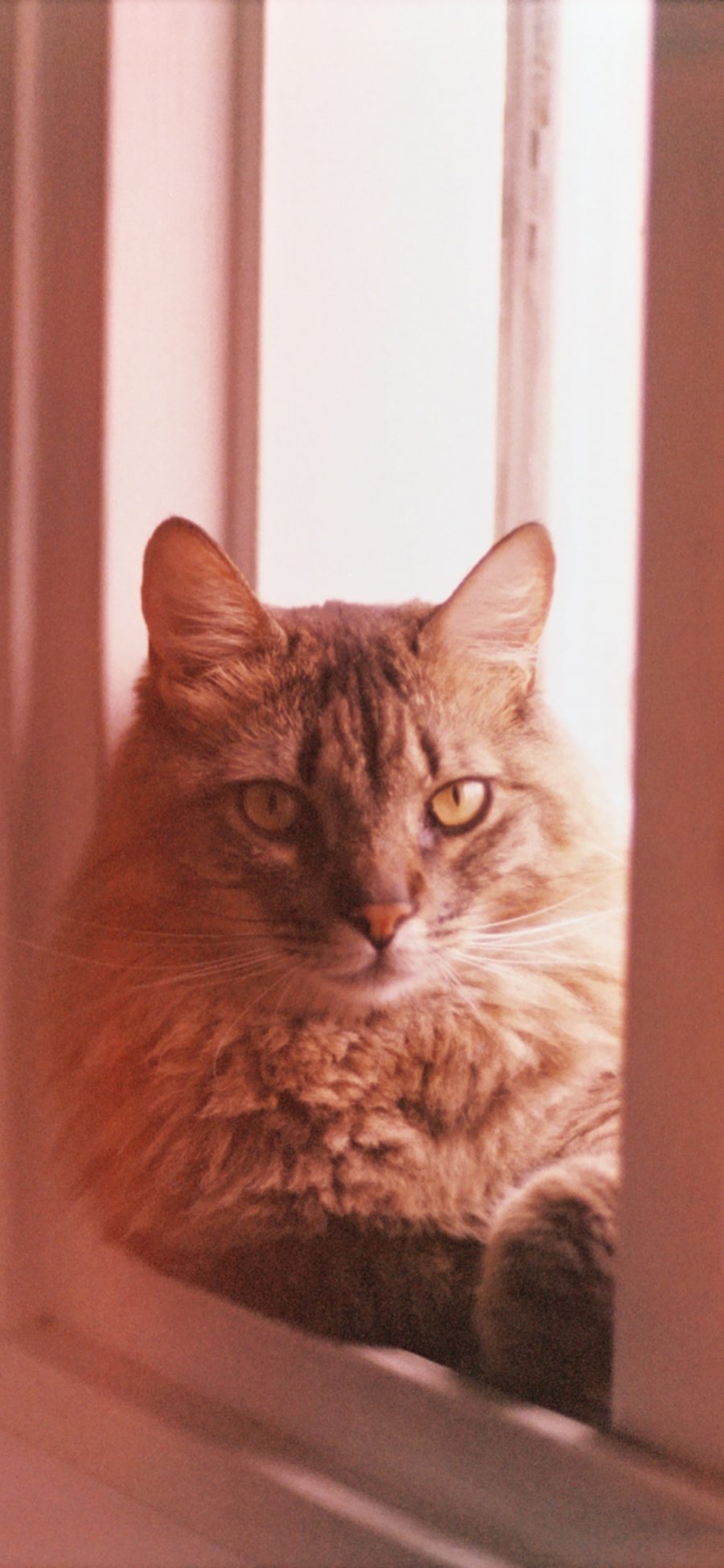 [2436×1125]窗口 猫咪 宠物猫 喵星人 苹果手机壁纸图片