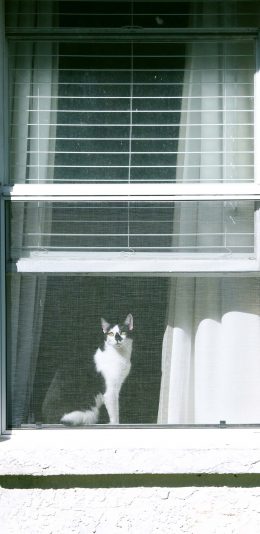 [2436x1125]窗台 宠物猫 猫咪 黑白 苹果手机壁纸图片