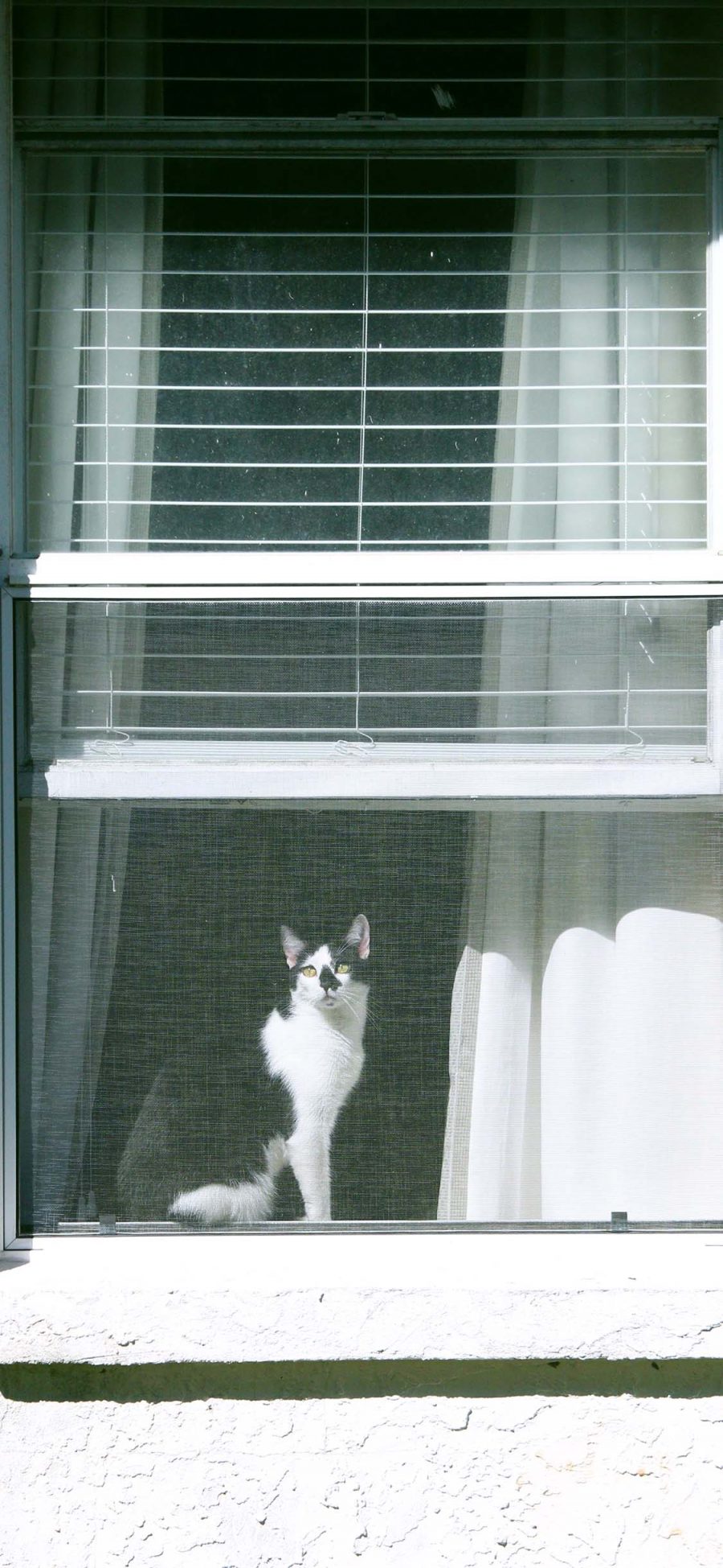 [2436×1125]窗台 宠物猫 猫咪 黑白 苹果手机壁纸图片