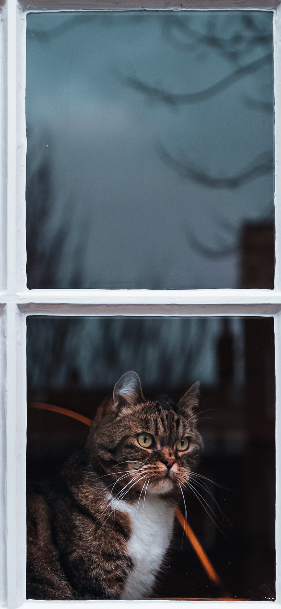[2436×1125]窗户 宠物猫 喵星人 猫咪 苹果手机壁纸图片