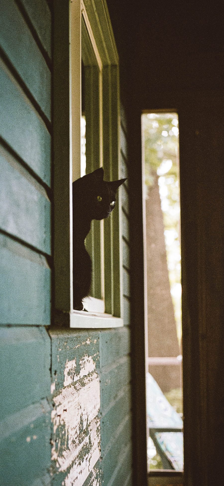 [2436×1125]窗户 猫咪 黑猫 喵星人 苹果手机壁纸图片