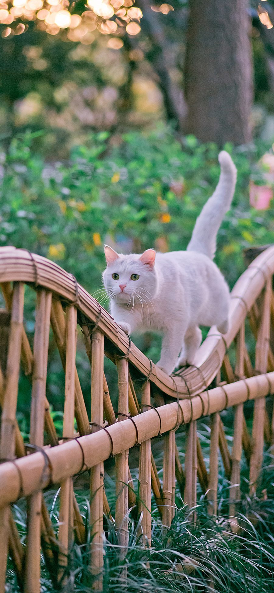 [2436×1125]篱笆 猫咪 喵星人 白色 苹果手机壁纸图片