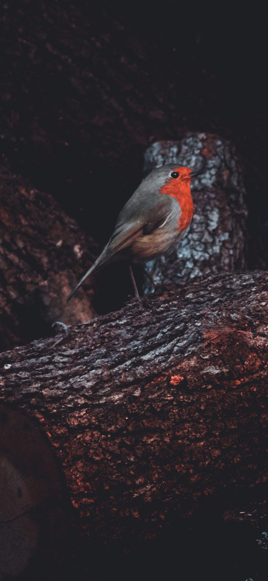 [2436×1125]红胸鸟 知更鸟 小鸟 枝头 树干 苹果手机壁纸图片