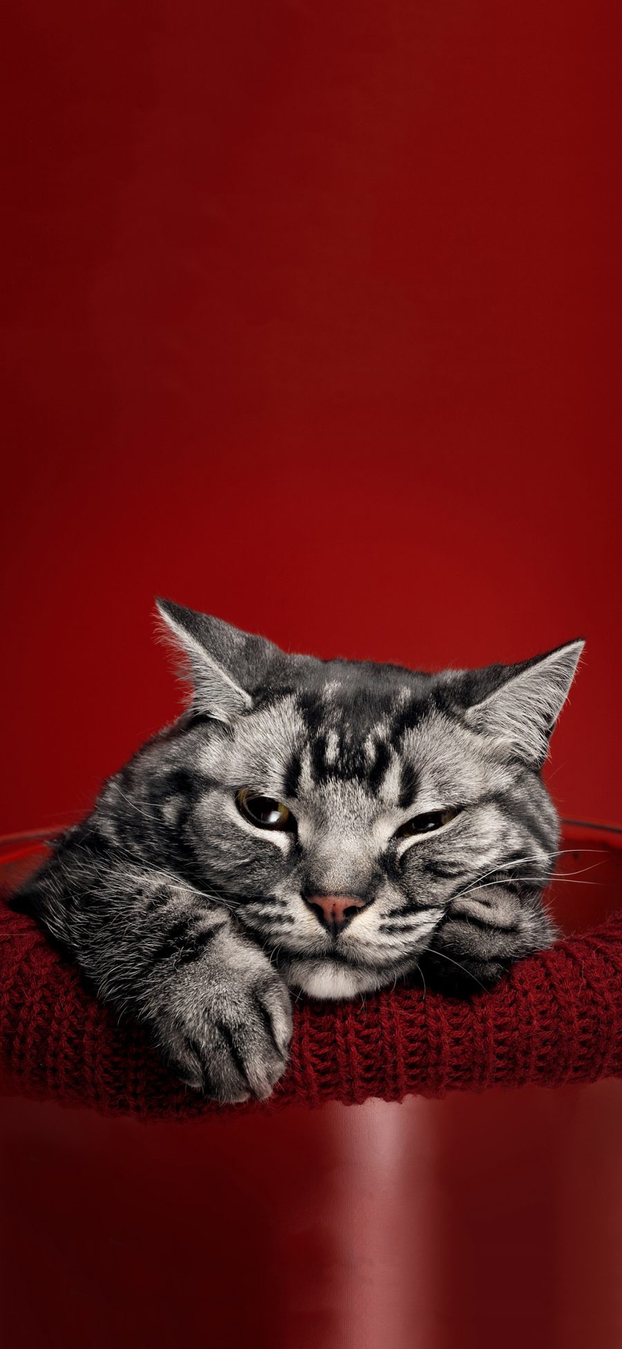 [2436×1125]红色背景 猫咪 喵星人 霸气 苹果手机壁纸图片