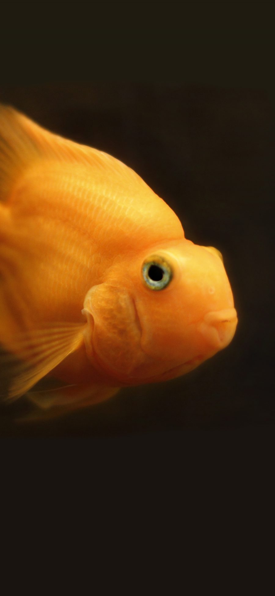 [2436×1125]红鹦鹉 金鱼 水 动物 水族馆  海洋 热带鱼种 苹果手机壁纸图片