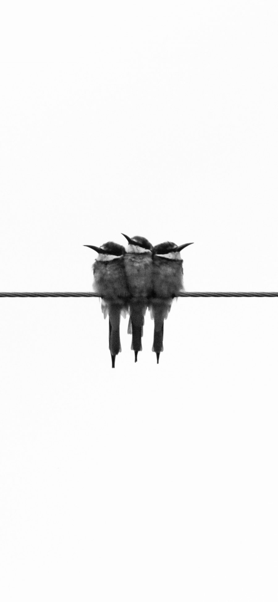 [2436×1125]线条 鸟科 麻雀 栖息 黑白 苹果手机壁纸图片