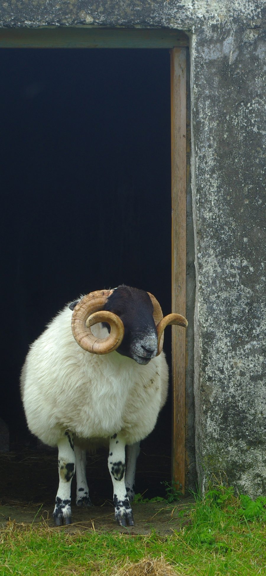 [2436×1125]绵羊 羊角 绒毛 动物 苹果手机壁纸图片