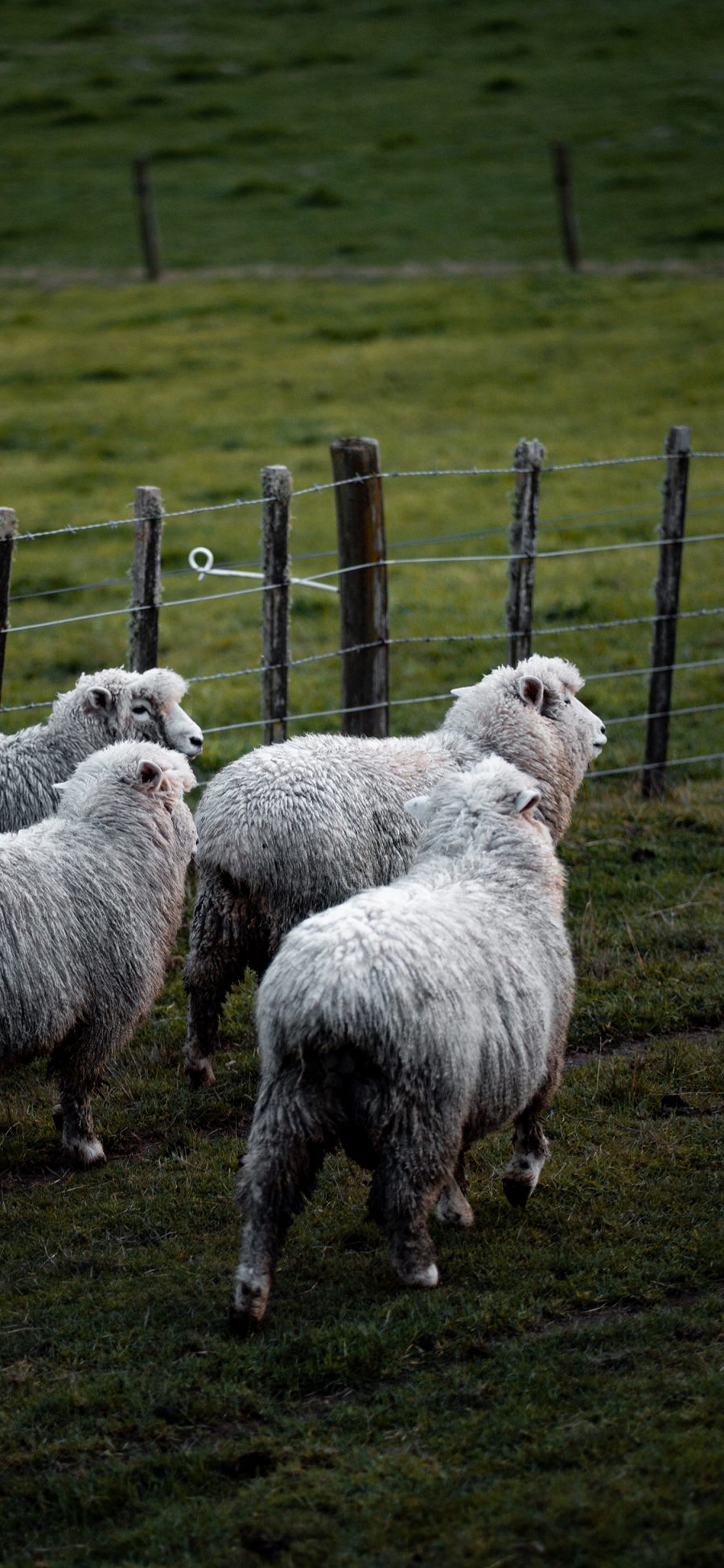 [2436×1125]绵羊 草堆 草原 放牧 羊群 苹果手机壁纸图片