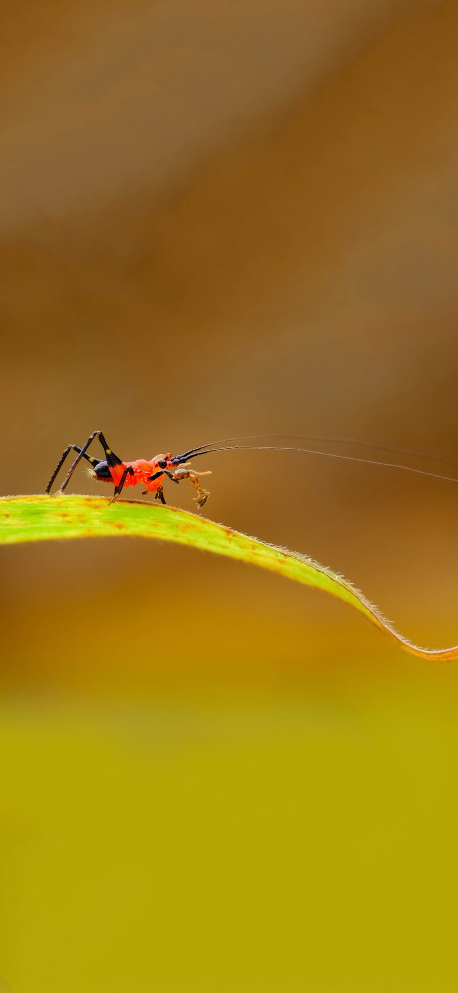 [2436×1125]绿叶 昆虫 蚂蚁 红色 捕食 苹果手机壁纸图片