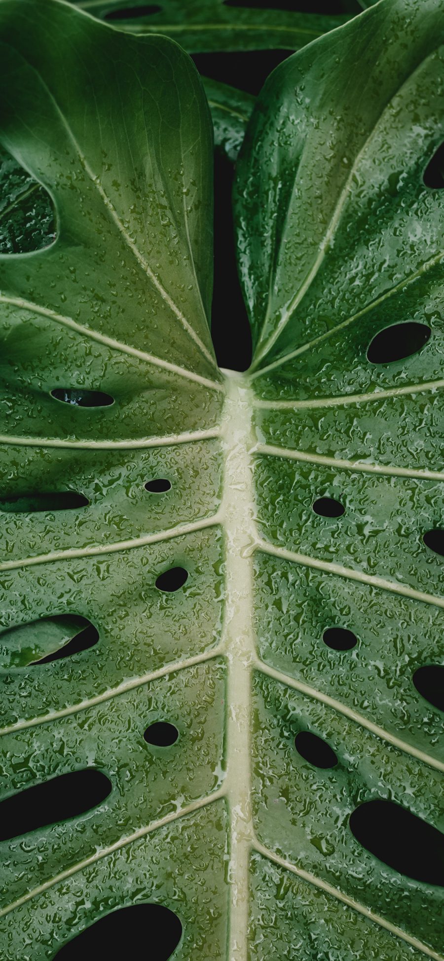 [2436×1125]绿植 水珠 洞洞 观赏性植物 苹果手机壁纸图片