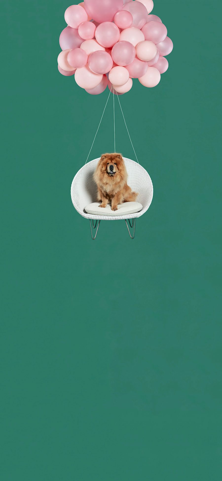 [2436×1125]绿色背景 粉色气球 宠物狗 松狮犬 苹果手机壁纸图片